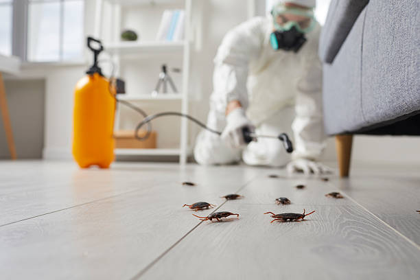 Trusted Cockroach Control service in Waimalu, HI - Nex Pest Control